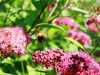 04-07-2013-bee-approach-stage-two