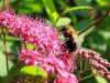 04-07-2013-bee-beginning-tas