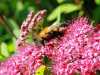 04-07-2013-bee-finishing-task