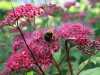 04-07-2013-spirae-flowers-opening-for-bees
