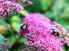 04-07-2013-two-bees-in-spirae-japonica