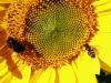 04-08-2013-bee-and-hoverfly-in-sunflower-jpg