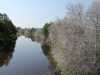 06-6-2013-spooky-bird-cherries-along-river-vantaa