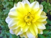 08-09-2013-late-summer-flower-in-helsinki