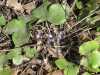 09-04-2013-first-liverworts-opening-in-helsinki