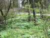 09-5-2013-forest-turns-spring-to-summer