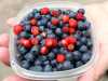10-7-2013-first-wild-strawberries-blueberries