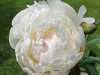13-06-2013-white-peonies-blossoming