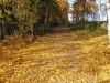 13-10-2013-fall-colors-have-fallen