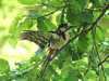 15-06-2013-lesser-spotted-woodpecker-in-home-oak