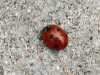 18-04-2013-april-first-ladybug