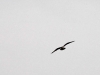 18-8-2013-osprey-at-helsinki-sky-jpg