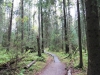 20-9-2013-first-signs-of-autumn-in-helsinki-old-growth-forest