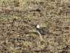 21-04-2013-northern-lapwings-migrating-in-numbers
