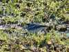 21-04-2013-wagtails-and-summer-is-just-around