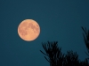 21-8-2013-full-august-moon-rising