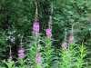 25-06-2013-rosebay-willowherbs-blossoming