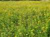 25-7-2013-field-of-wild-tansies