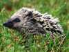 26-7-2013-small-hedgehog-at-homeyard
