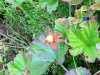 23-7-2013-small-cloudberry-in-nuuksio