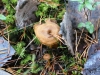 01-11-2014-winter-mushrooms-in-nuuksio