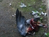 07-06-2014-death-of-a-dove1