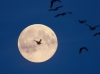 10-08-2014-supermoon-and-geese