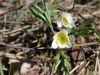 16-04-2014-first-anemone-nemorosas-opening-in-helsinki-forests