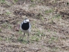 16-04-2014-wagtails-have-arrived