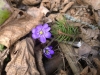 20-03-2014-first-blue-anemone-hepatica-in-forest