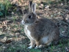 20-04-2014-happy-easter-bunny