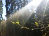 21-04-2014-first-buds-of-leaf-bursting-in-helsinki-forests
