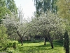 22-05-2014-apple-trees-in-full-blossom