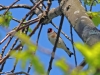 22-05-2014-european-goldfinch-in-home-oak