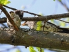 22-05-2014-fieldfare-feeding-chick-in-home-oak