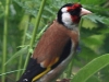 30-06-2014-european-goldfinch