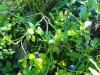 01-08-2015-plenty-of-blueberries-in-nuuksio-national-park