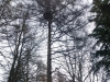 03-04-2015-goshawk-nest-near-home-helsinki.jpg