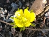 12-03-2015-first-flower-of-spring.jpg