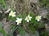12-04-2015-first-anemone-nemorosa-record-early.jpg
