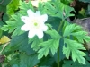 13-09-2015-anemone-flowering-in-september