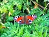 13-09-2015-peacock-butterfly-still-flying