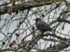 18-04-2015-first-ever-lark-in-home-tree.JPG