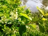 20-05-2015-bird-cherry-blossoming-at-vantaa-river