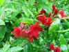 24-06-2015-bright-red-azalea-helsinki-alpine-flower-park