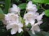 24-06-2015-fading-rhododendron-blossoms-helsinki-alpine-flower-park