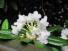 24-06-2015-last-white-rhododendrons-helsinki-alpine-flower-park