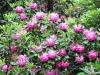 24-06-2015-some-rhododendrons-blossom-helsinki-alpine-flower-park