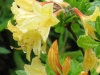 24-06-2015-yellow-azalea-helsinki-alpine-flower-park