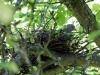30-06-2015-dove-nest-in-home-apple-tree